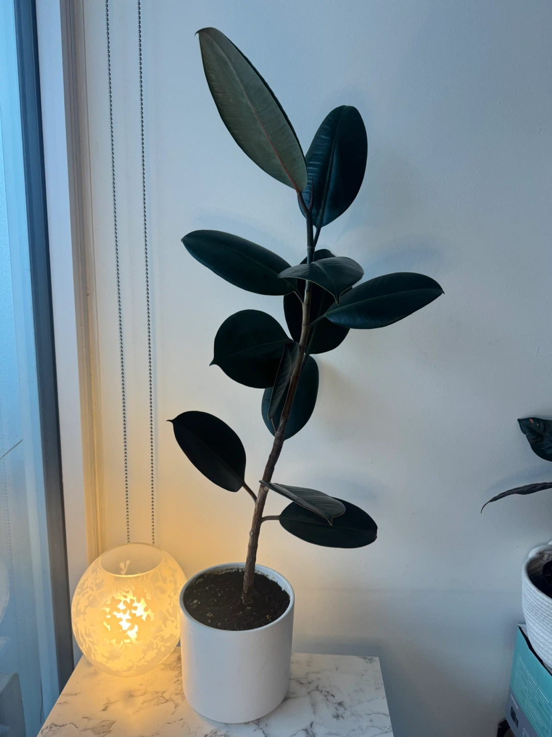 Indoor Rubber Plant | 35” Tall | Easy Care + White Planter - photo 4