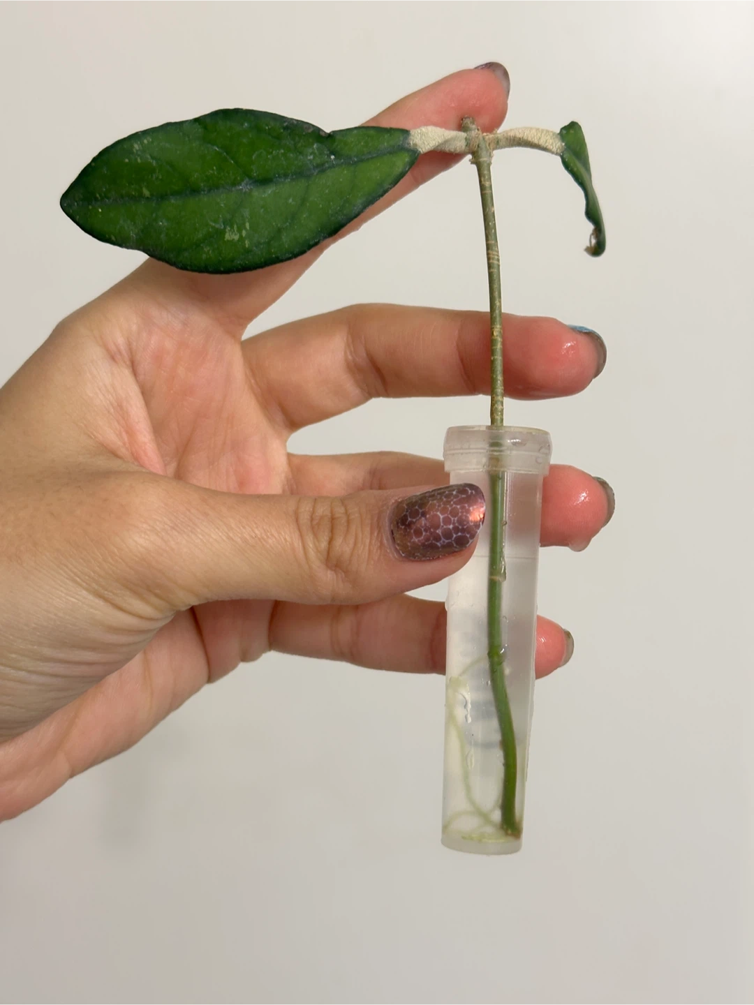 Hoya Crassipetiolata Rooted Plant Cutting