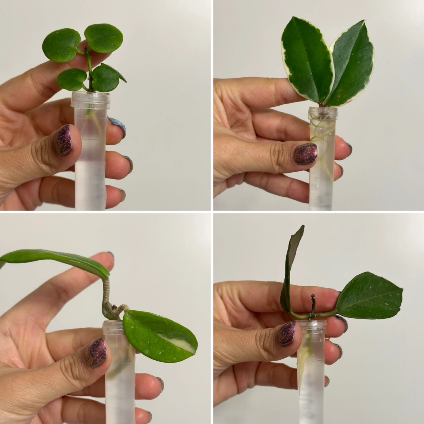 Hoya Plant Rooted Bundle - photo 4