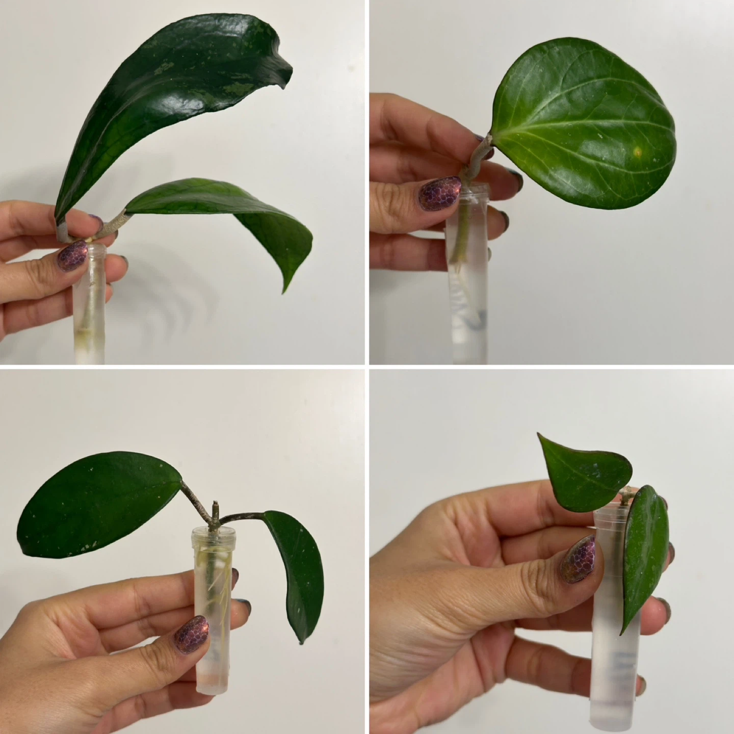 Hoya Plant Rooted Bundle - photo 2