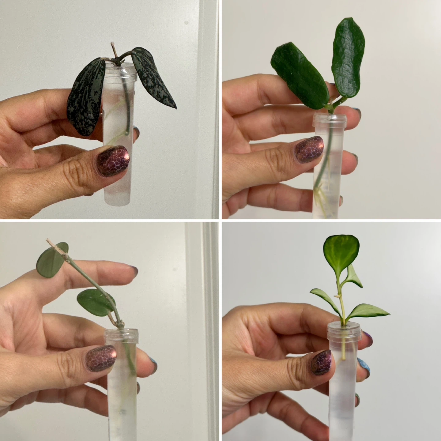 Hoya Plant Rooted Bundle - photo 3