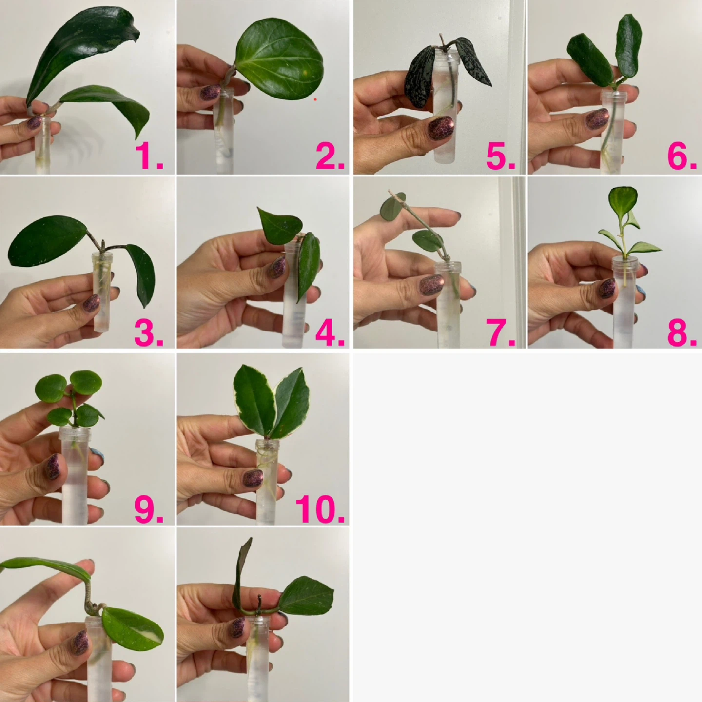 Hoya Plant Rooted Bundle