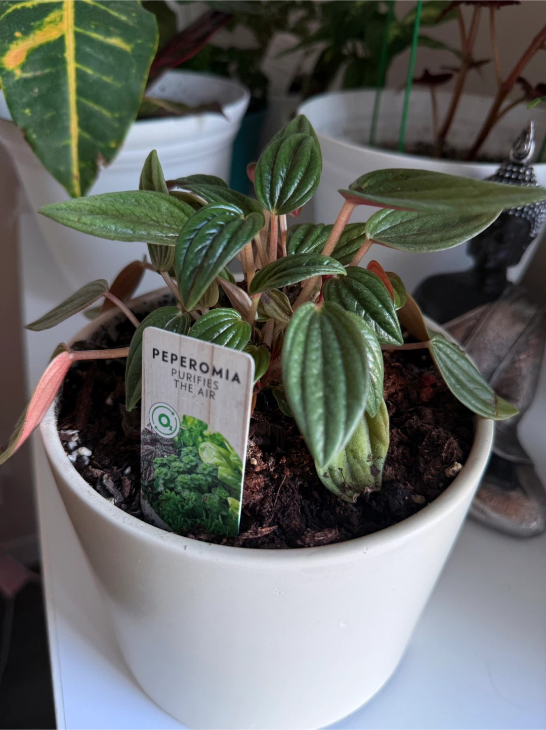 Indoor Plants