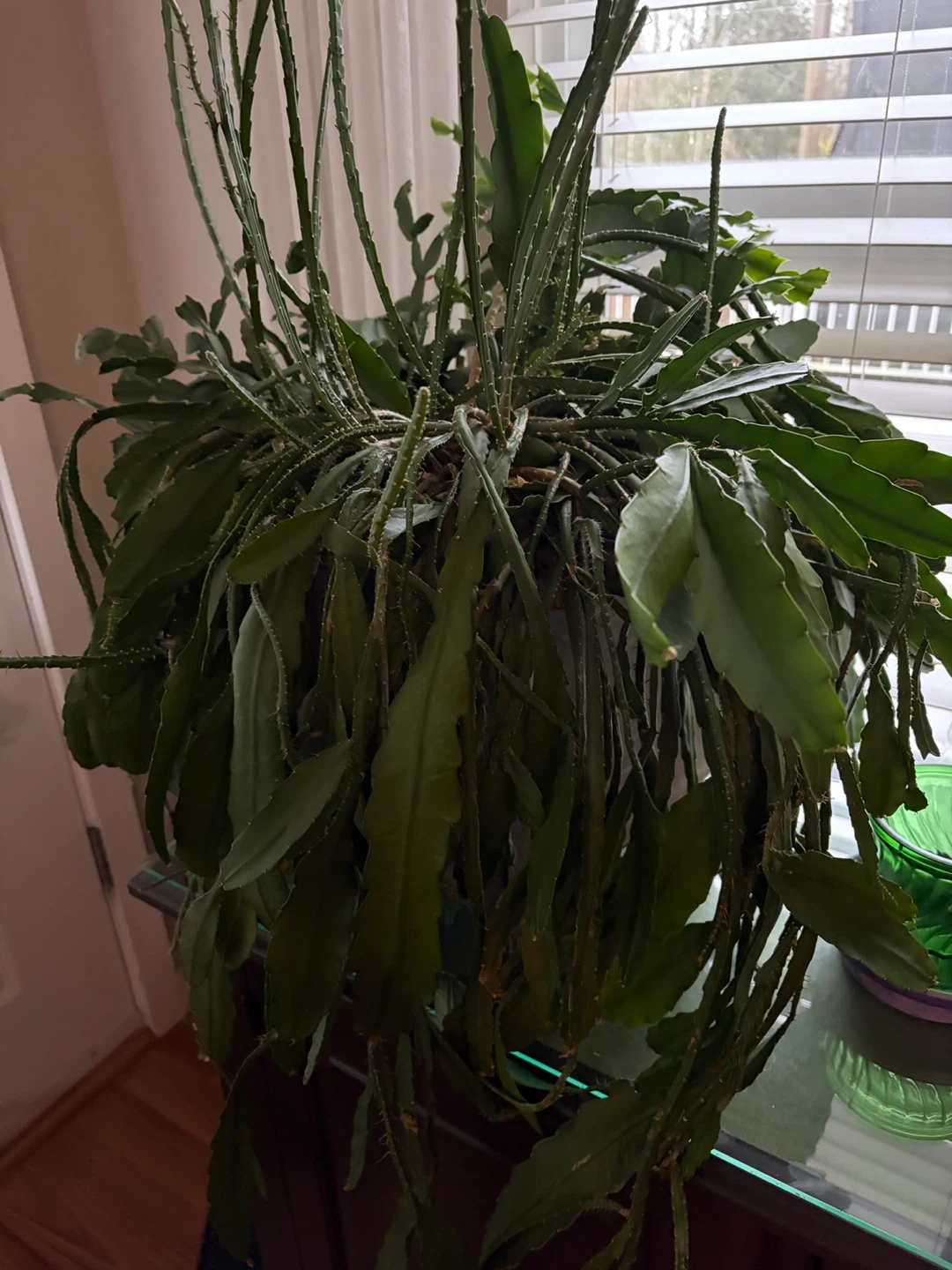 Potted Epiphyllum Plant