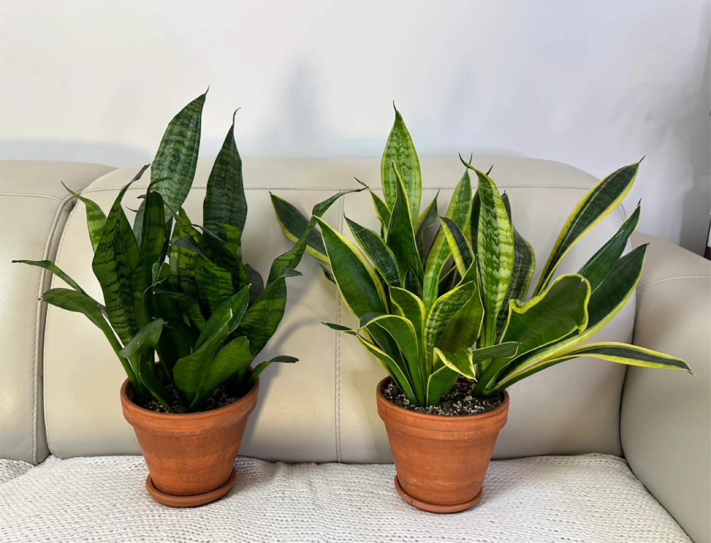 Two Snake Plants in Terracotta 5” Pots 17-19” tall 🥕