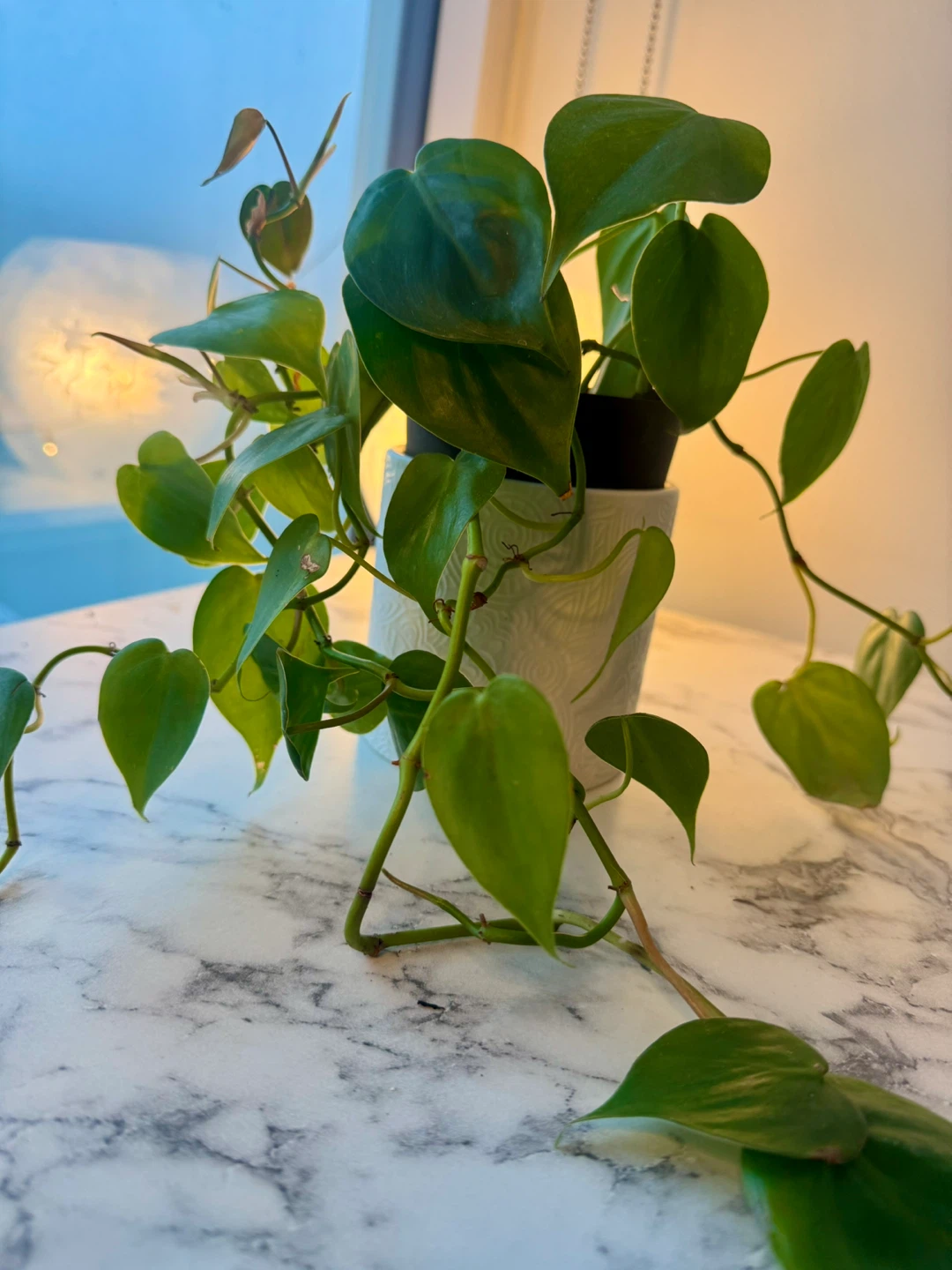 Heartleaf Philodendron – Trailing Indoor Plant