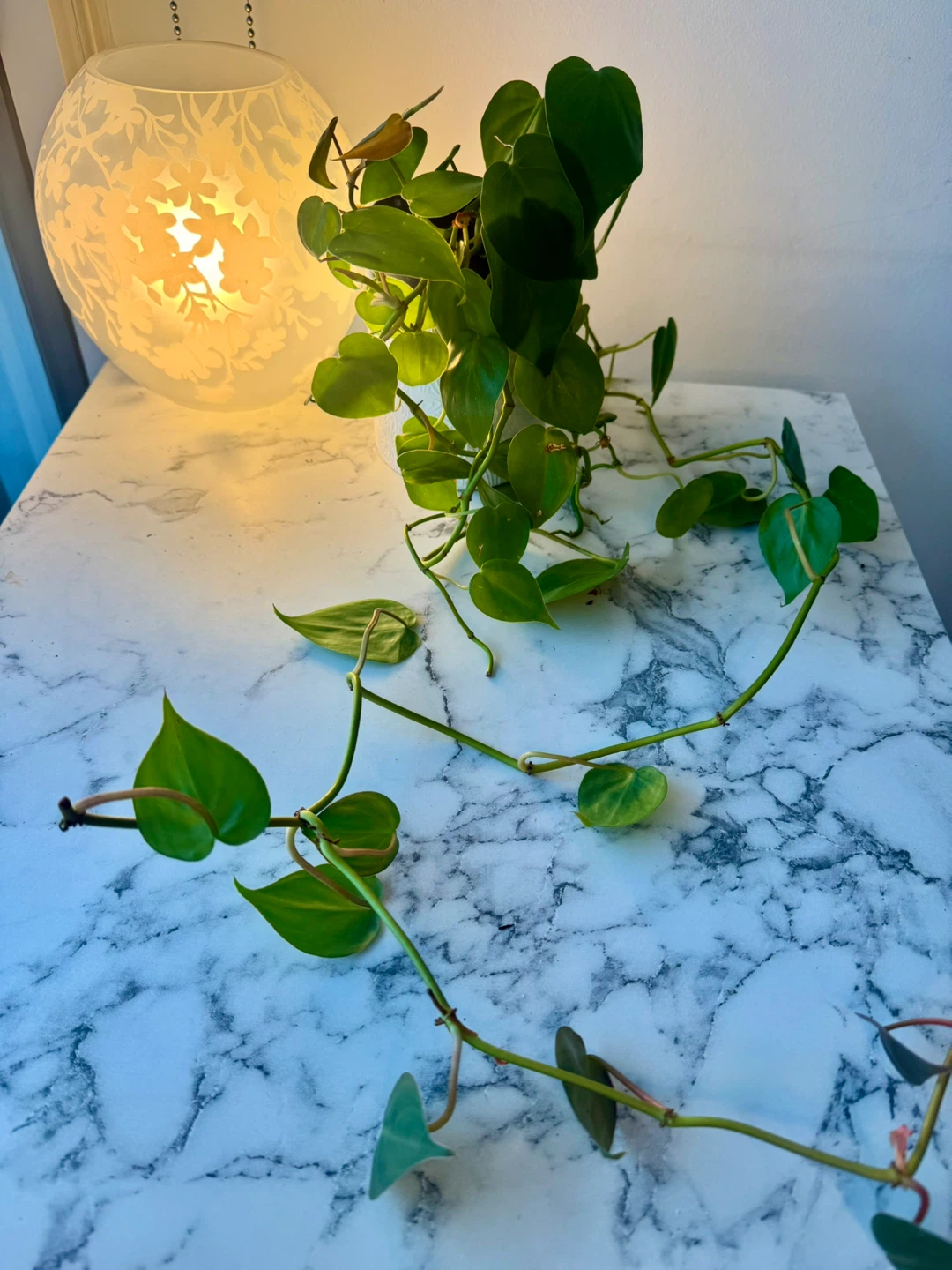 Heartleaf Philodendron – Trailing Indoor Plant - photo 2