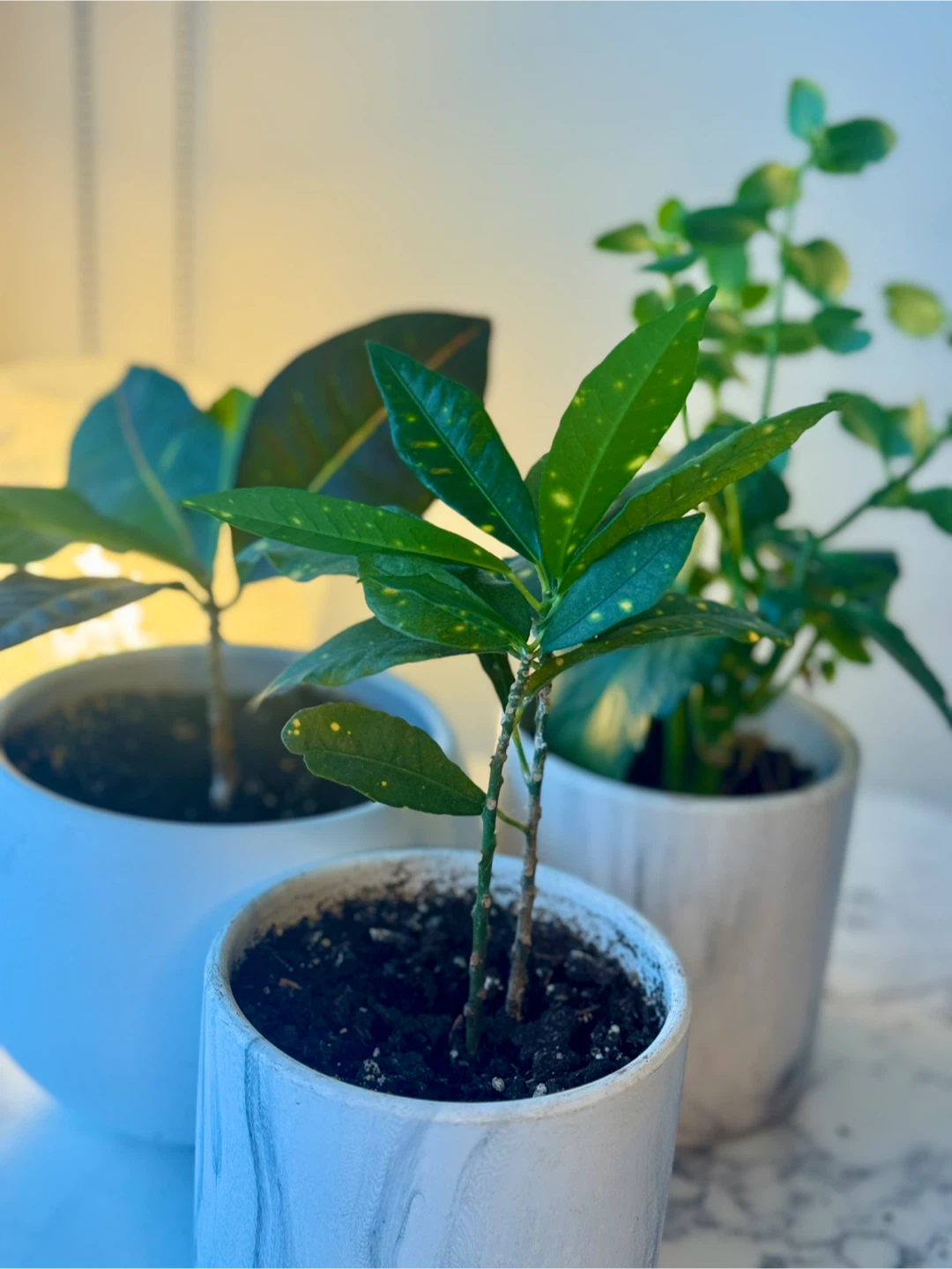3 Healthy Indoor Plants with Modern Ceramic Pots - photo 2