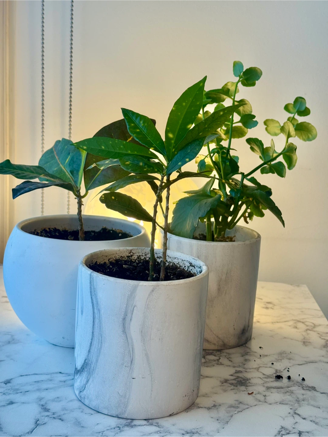3 Healthy Indoor Plants with Modern Ceramic Pots - photo 3