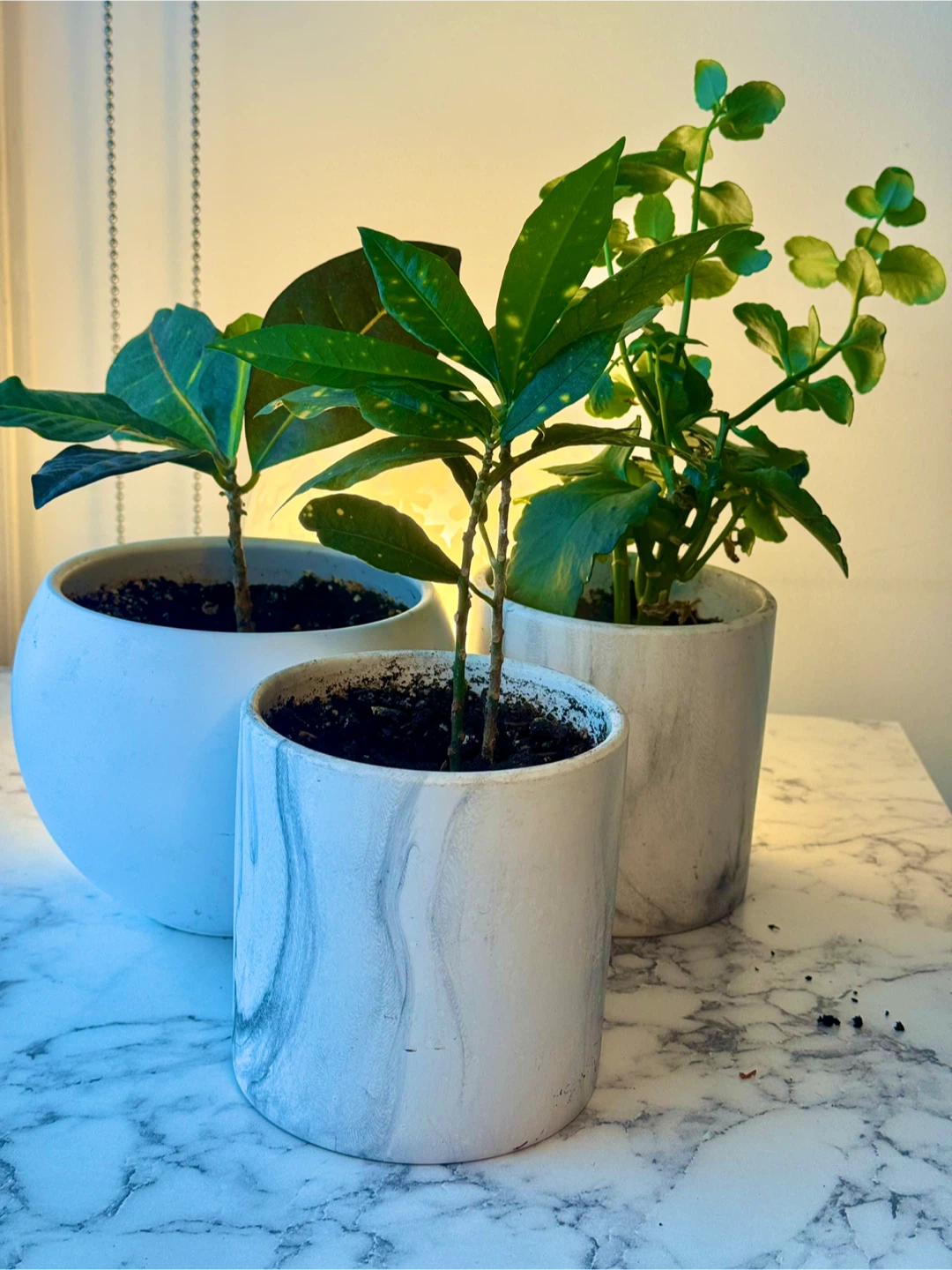 3 Healthy Indoor Plants with Modern Ceramic Pots