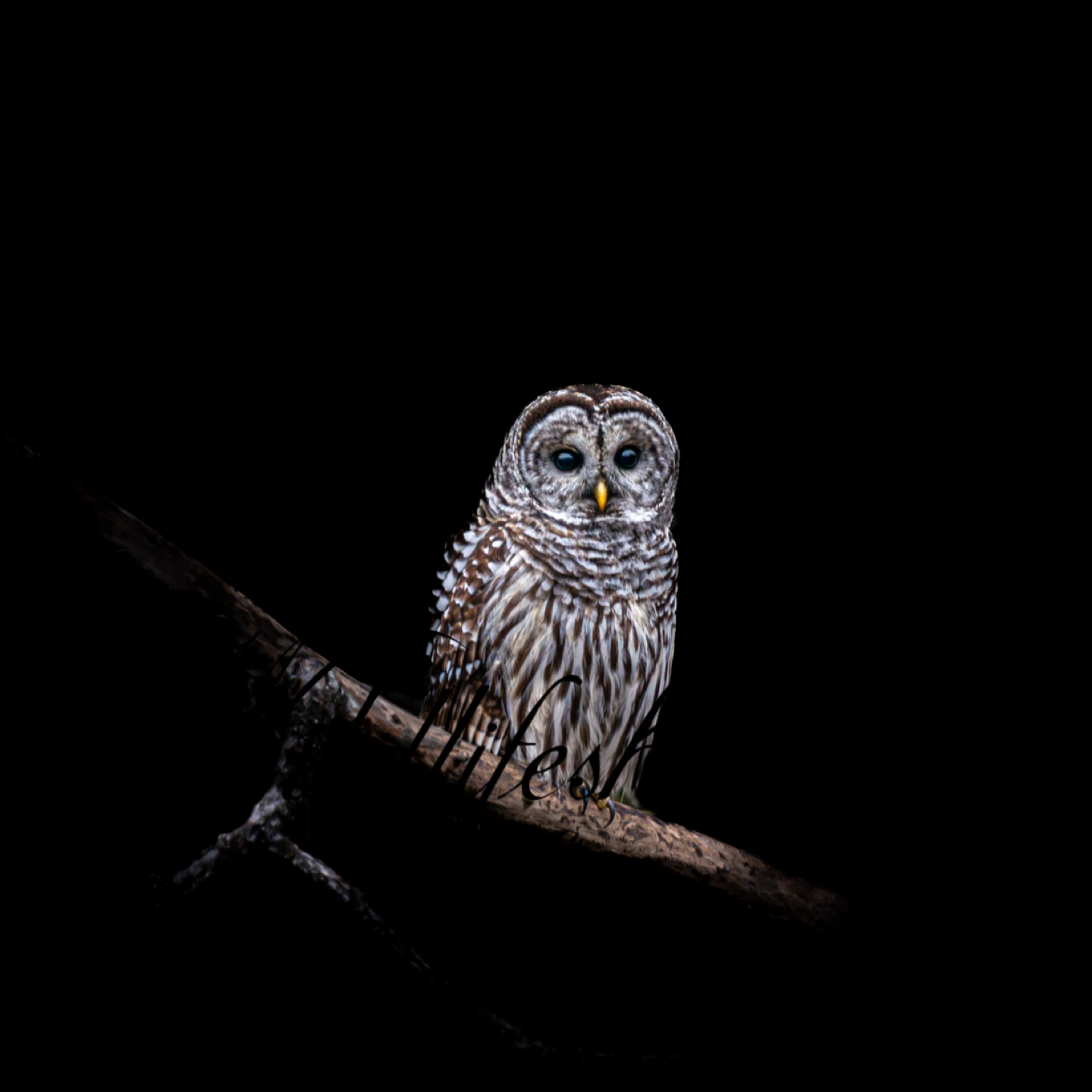 Printed wildlife photography - photo 4