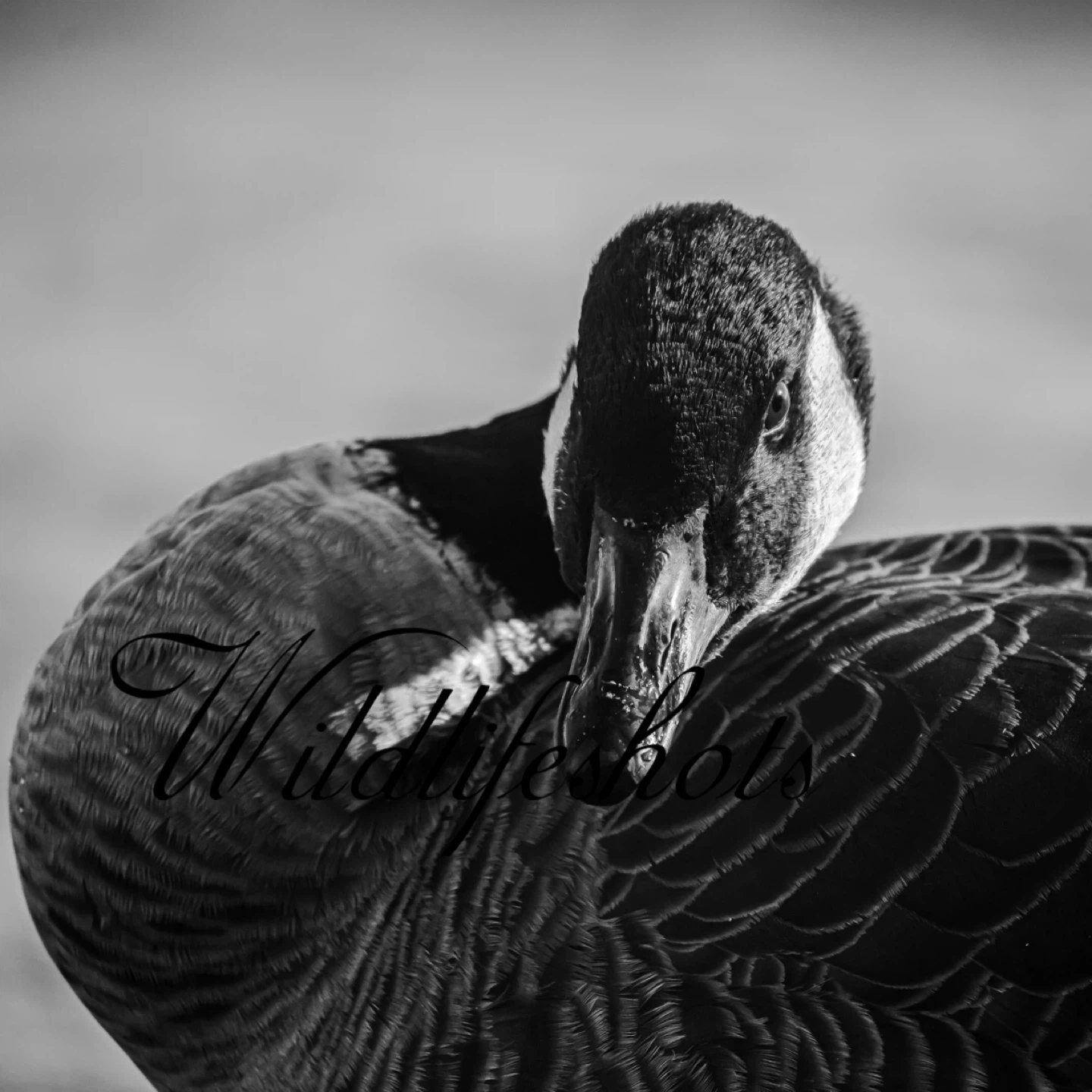 Printed wildlife photography - photo 3