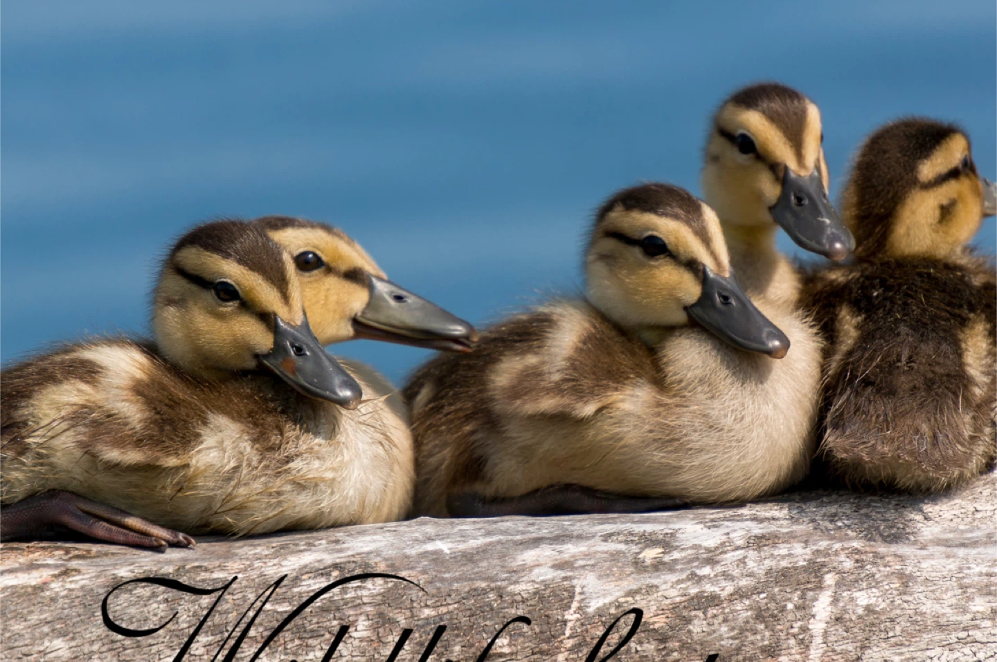 Printed wildlife photography