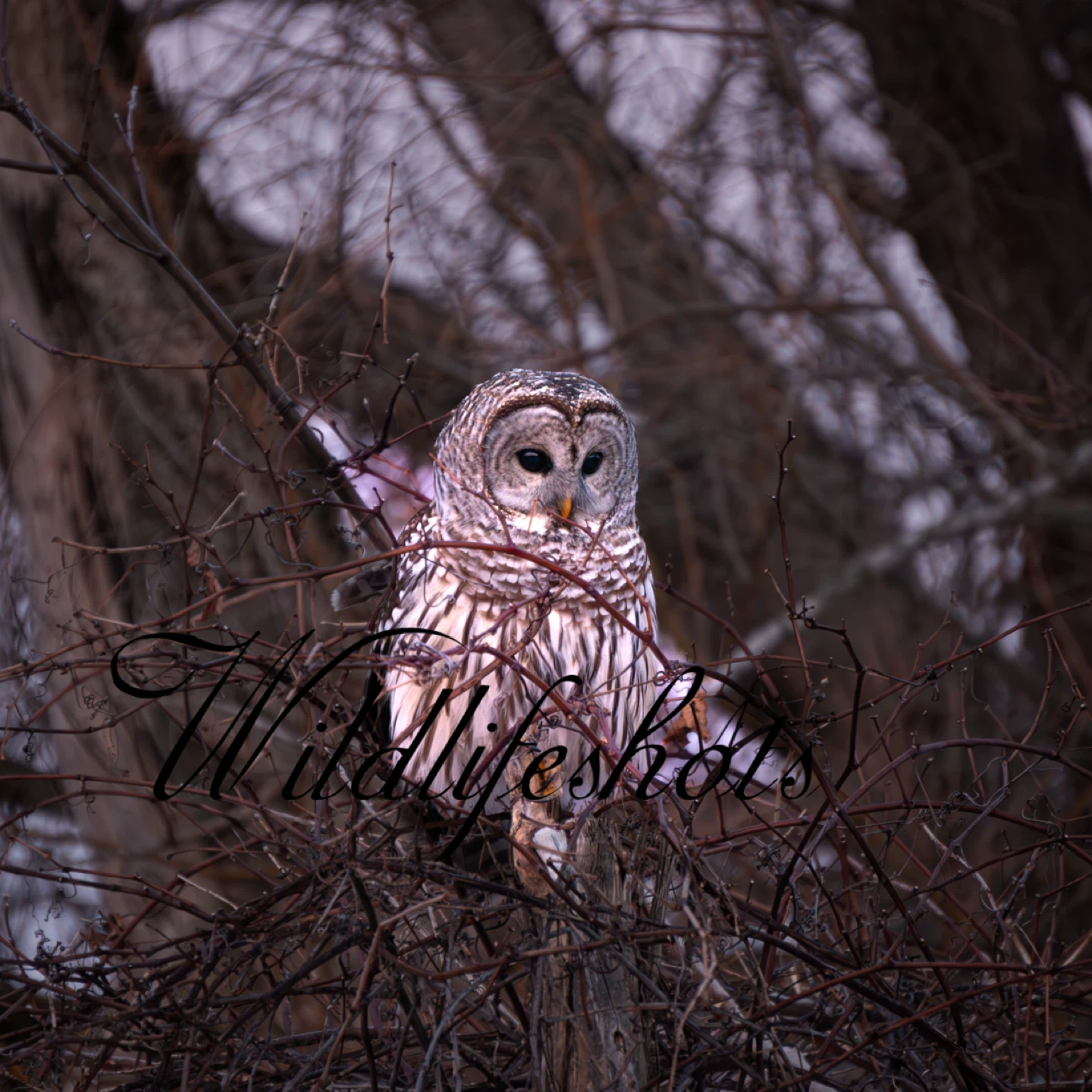 Printed wildlife photography - photo 5