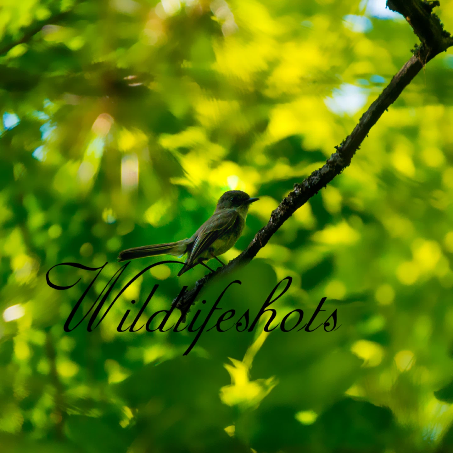 Printed wildlife photography - photo 2