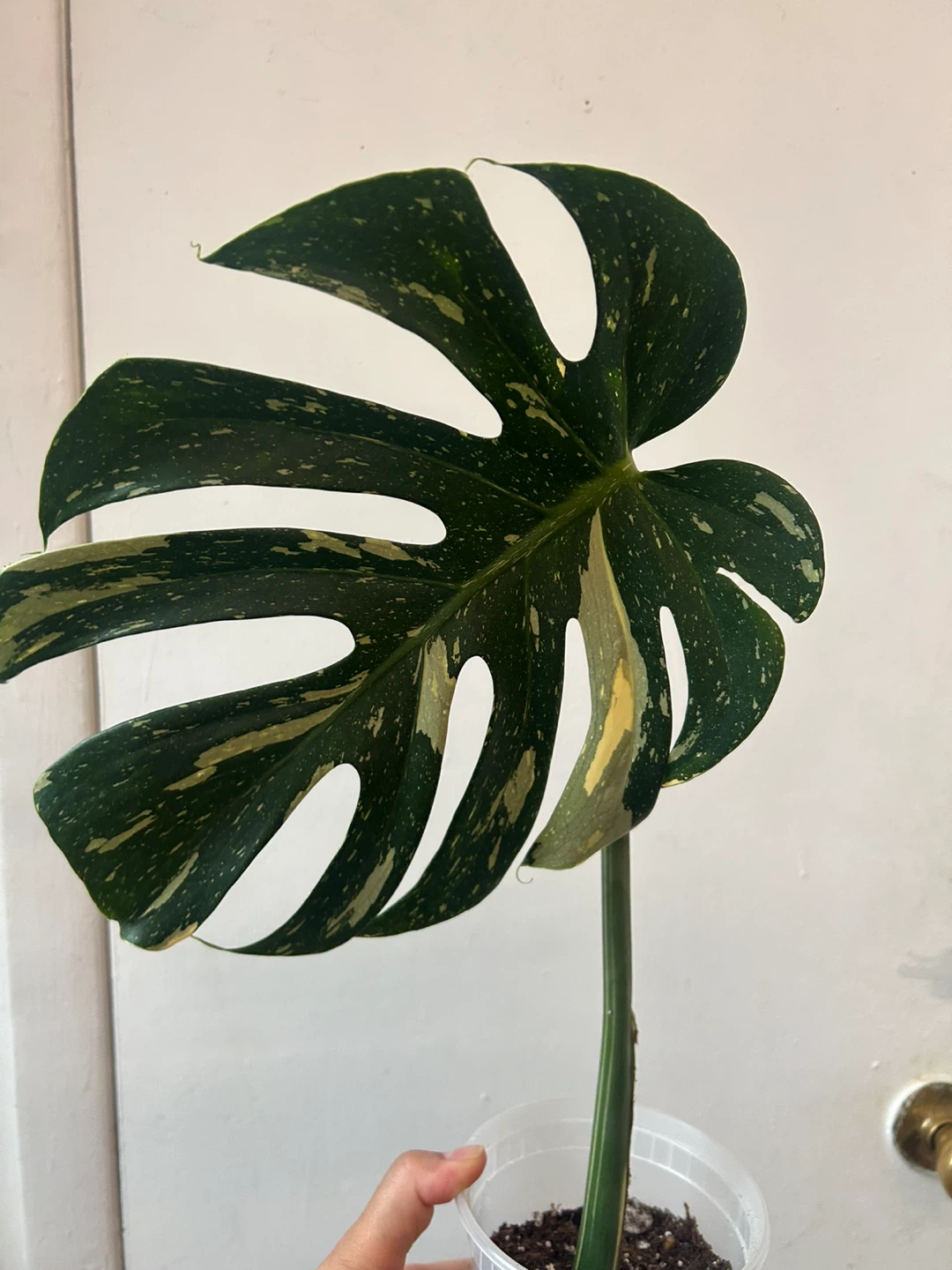 Monstera Thai Constellation Plant 🥕 - photo 2