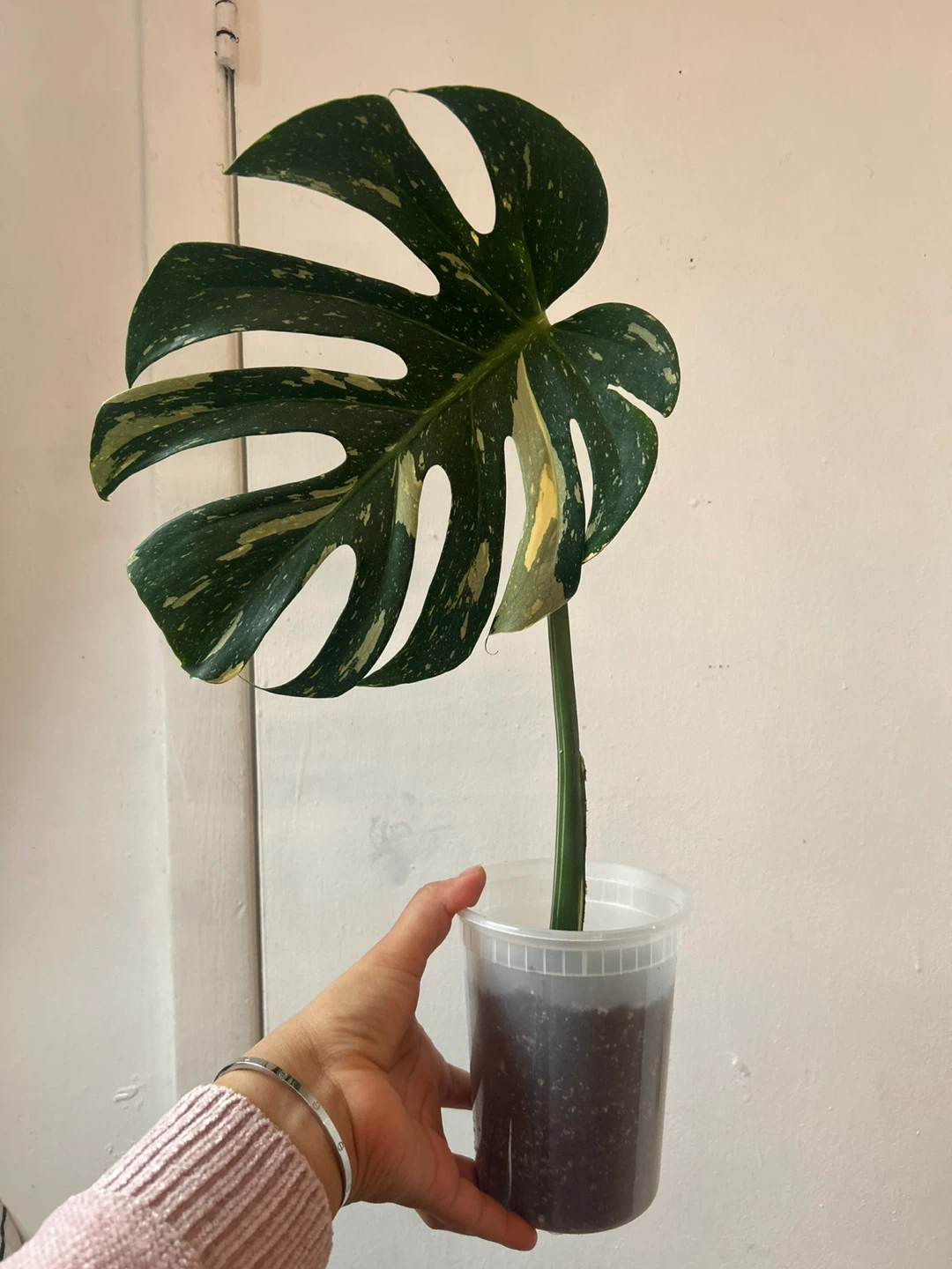 Monstera Thai Constellation Plant 🥕