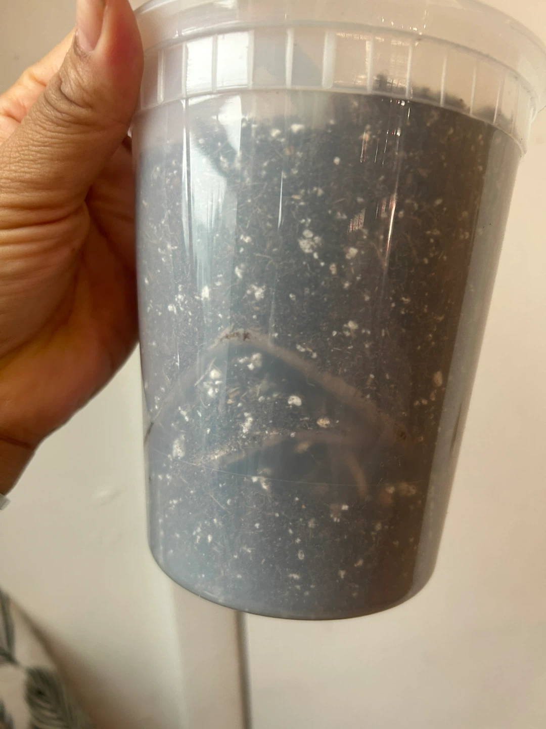 Monstera Thai Constellation Plant 🥕 - photo 3