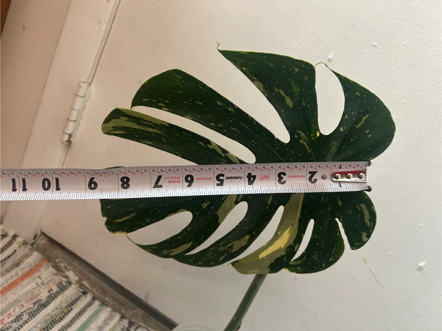 Monstera Thai Constellation Plant 🥕 - photo 5