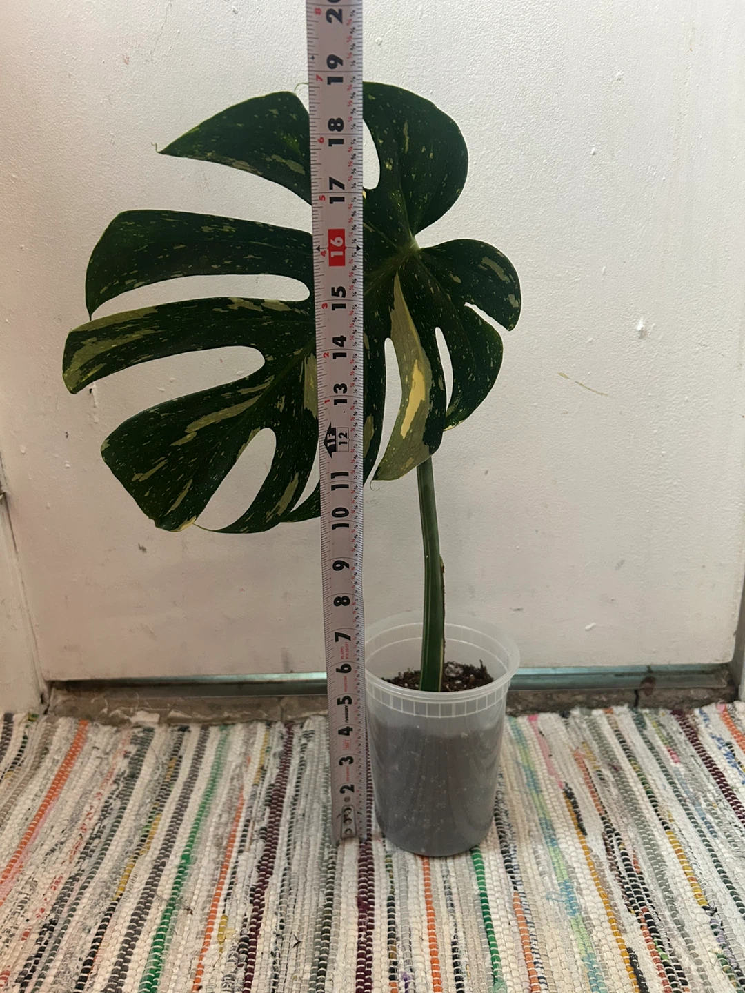 Monstera Thai Constellation Plant 🥕 - photo 4