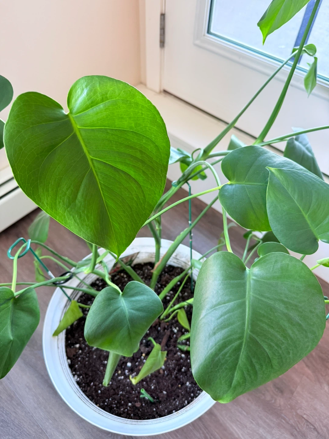 Tropical Plant with White Pot