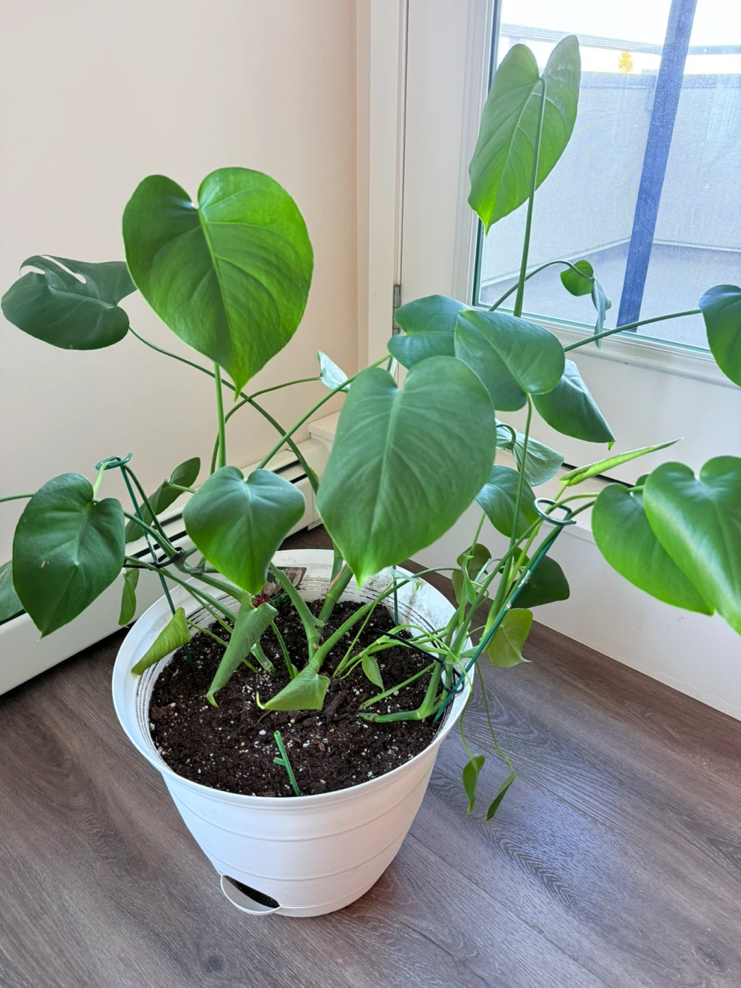 Tropical Plant with White Pot - photo 4