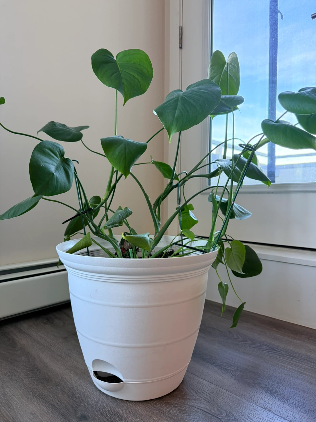 Tropical Plant with White Pot - photo 3