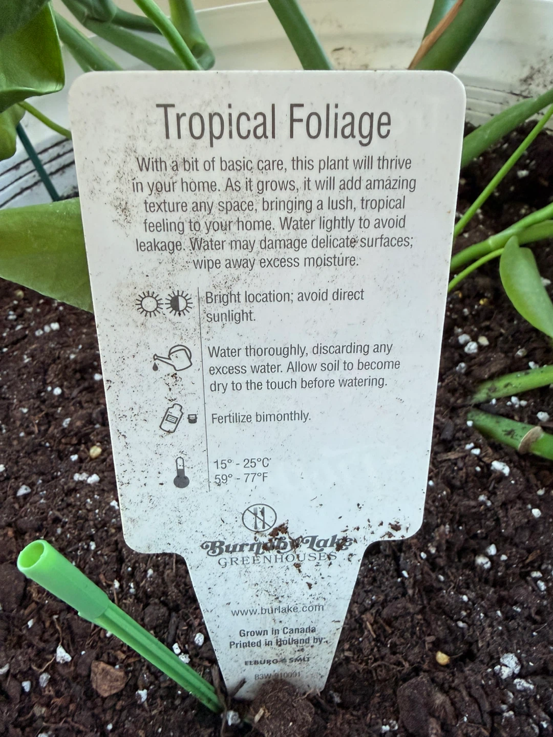 Tropical Plant with White Pot - photo 2