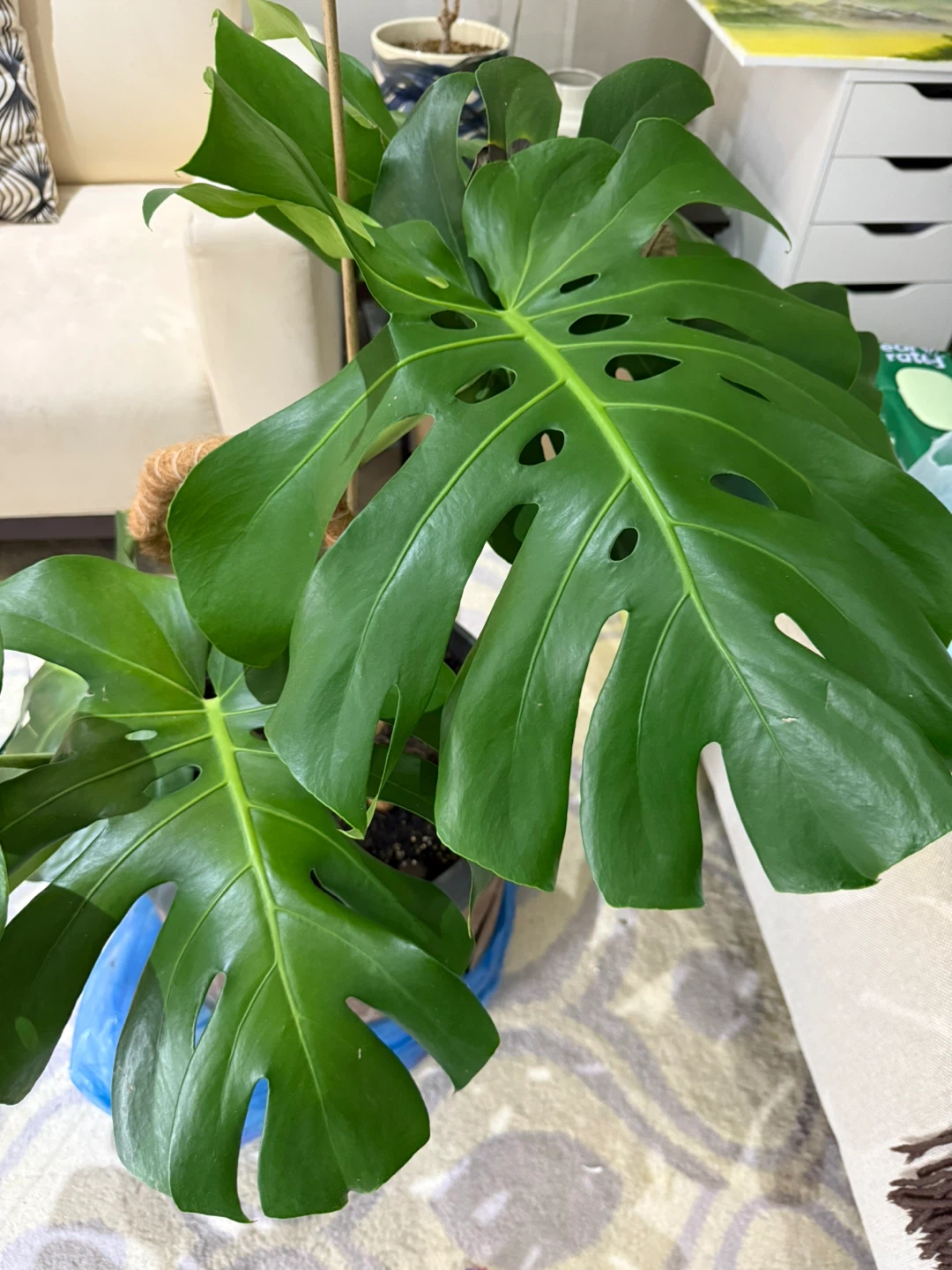 Monstera Plant🥕 - photo 4