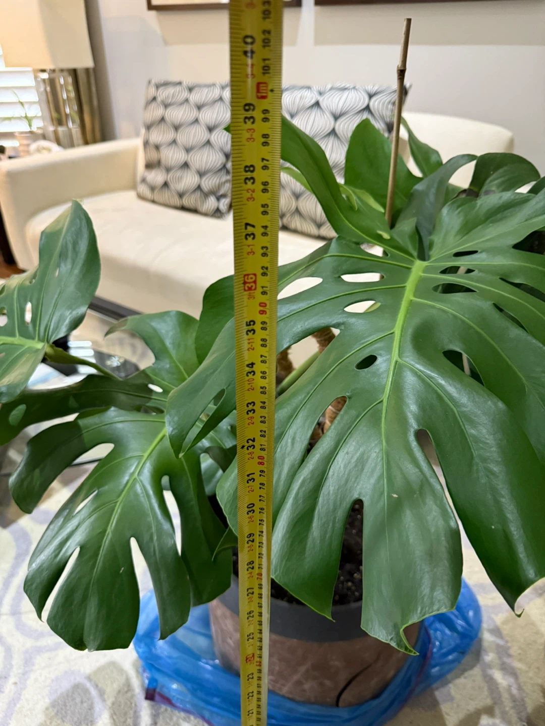 Monstera Plant🥕 - photo 5