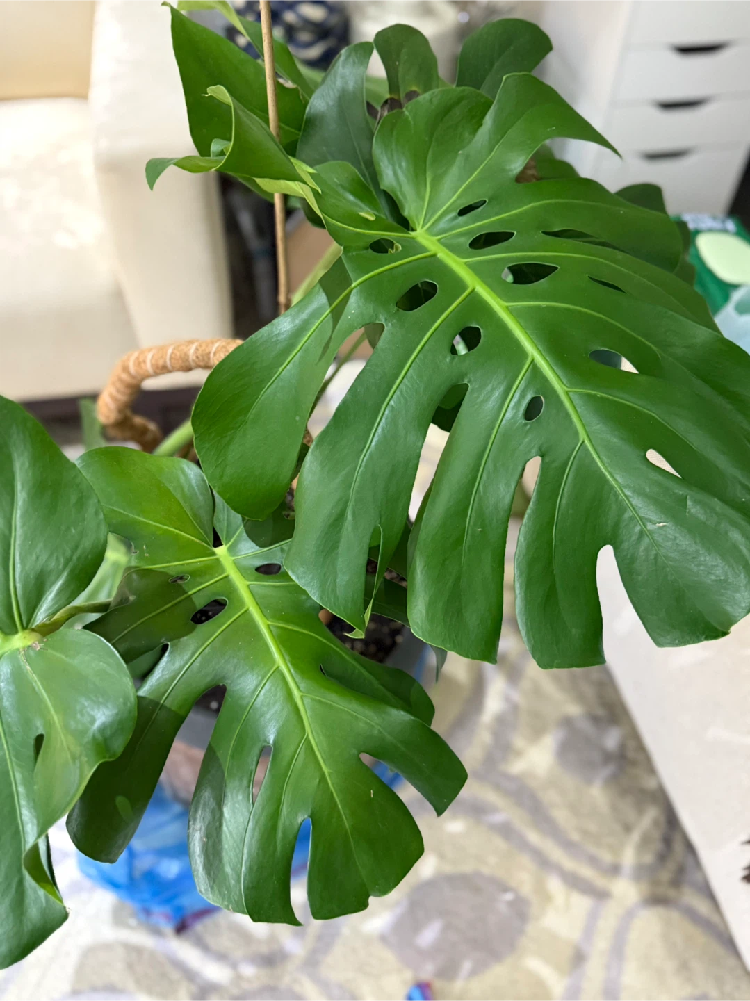 Monstera Plant🥕 - photo 3