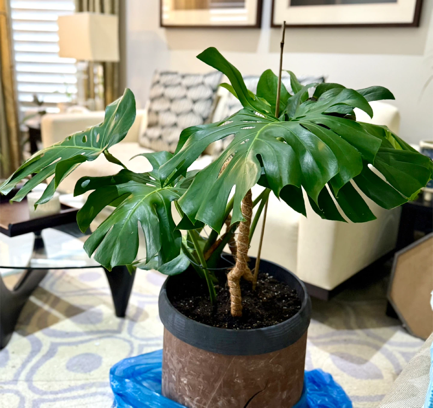 Monstera Plant🥕