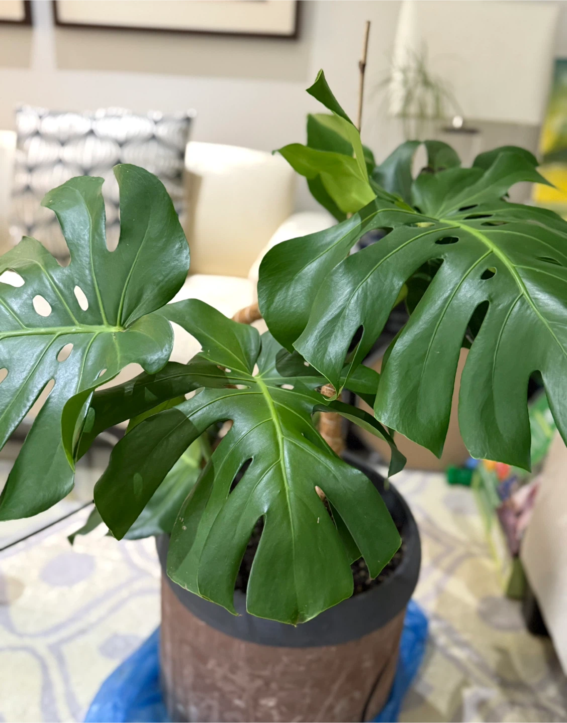 Monstera Plant🥕 - photo 2