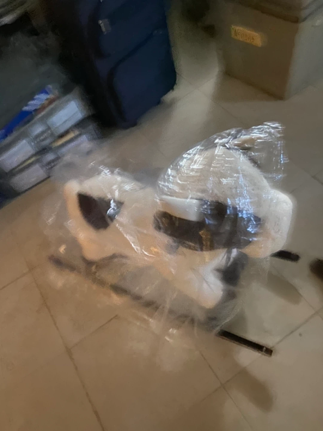 Plush Rocking Cow 🏆 - photo 2