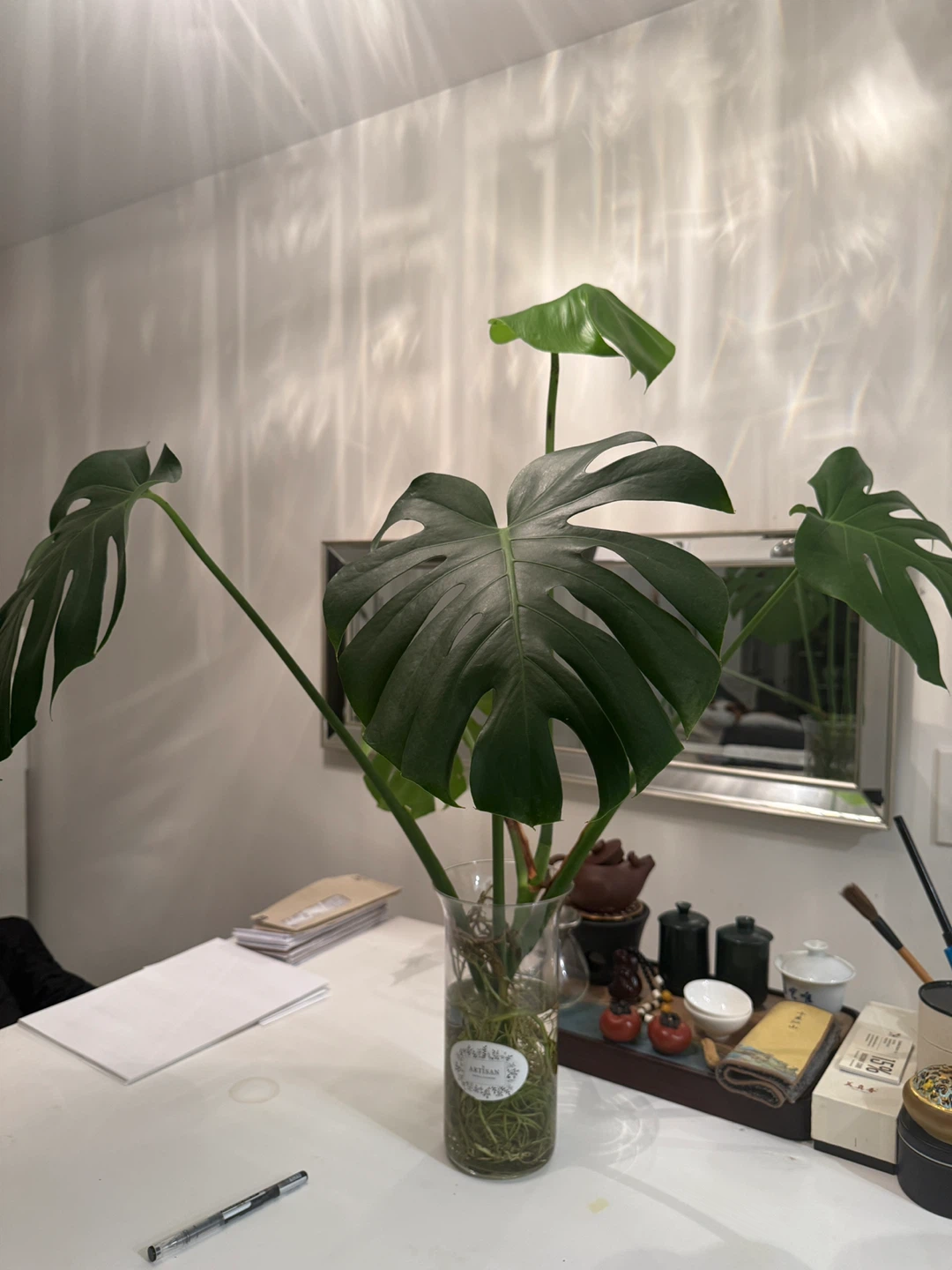 Monstera Plant