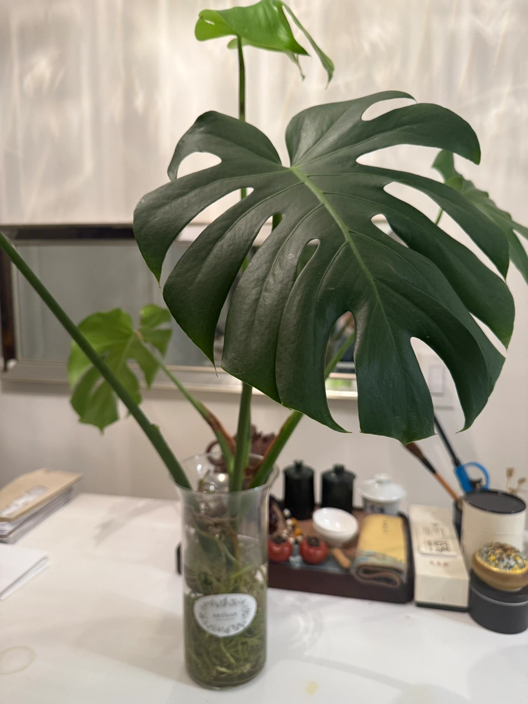 Monstera Plant - photo 2