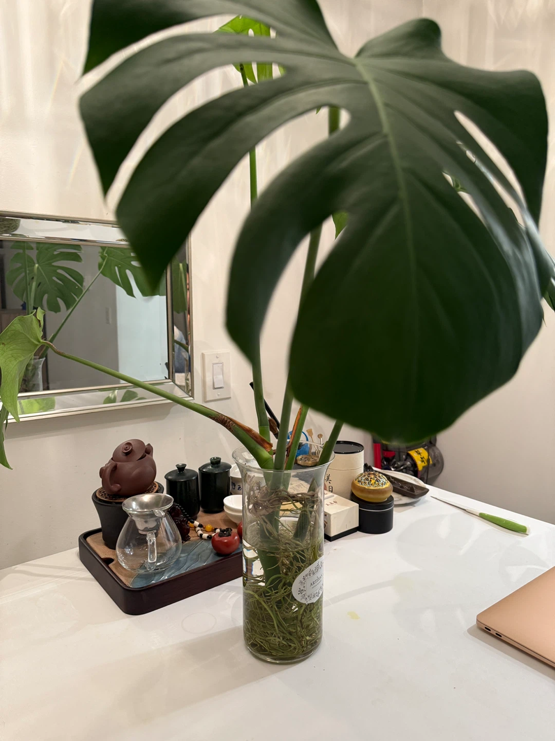 Monstera Plant - photo 3