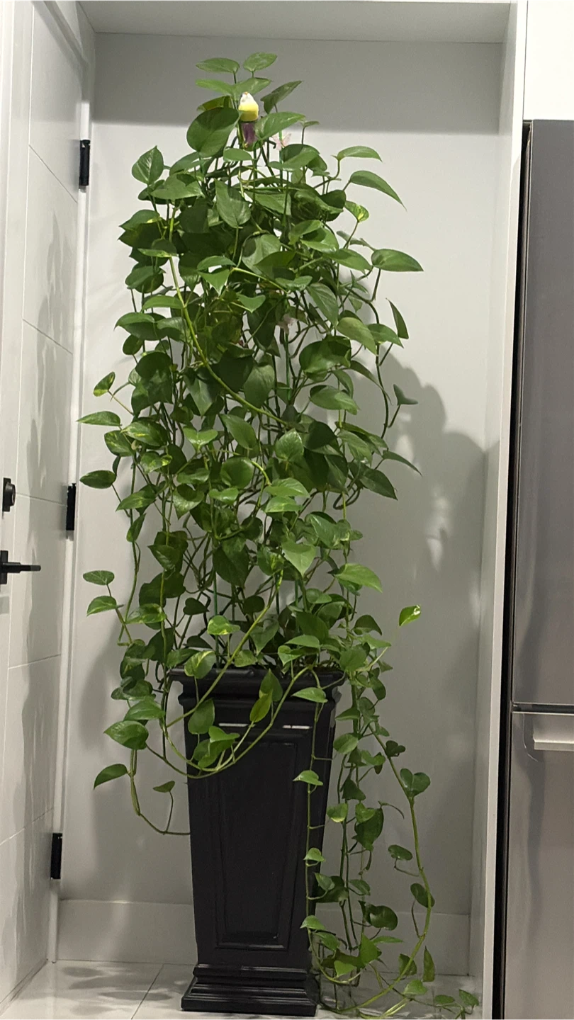 Potted Golden Pothos Plant
