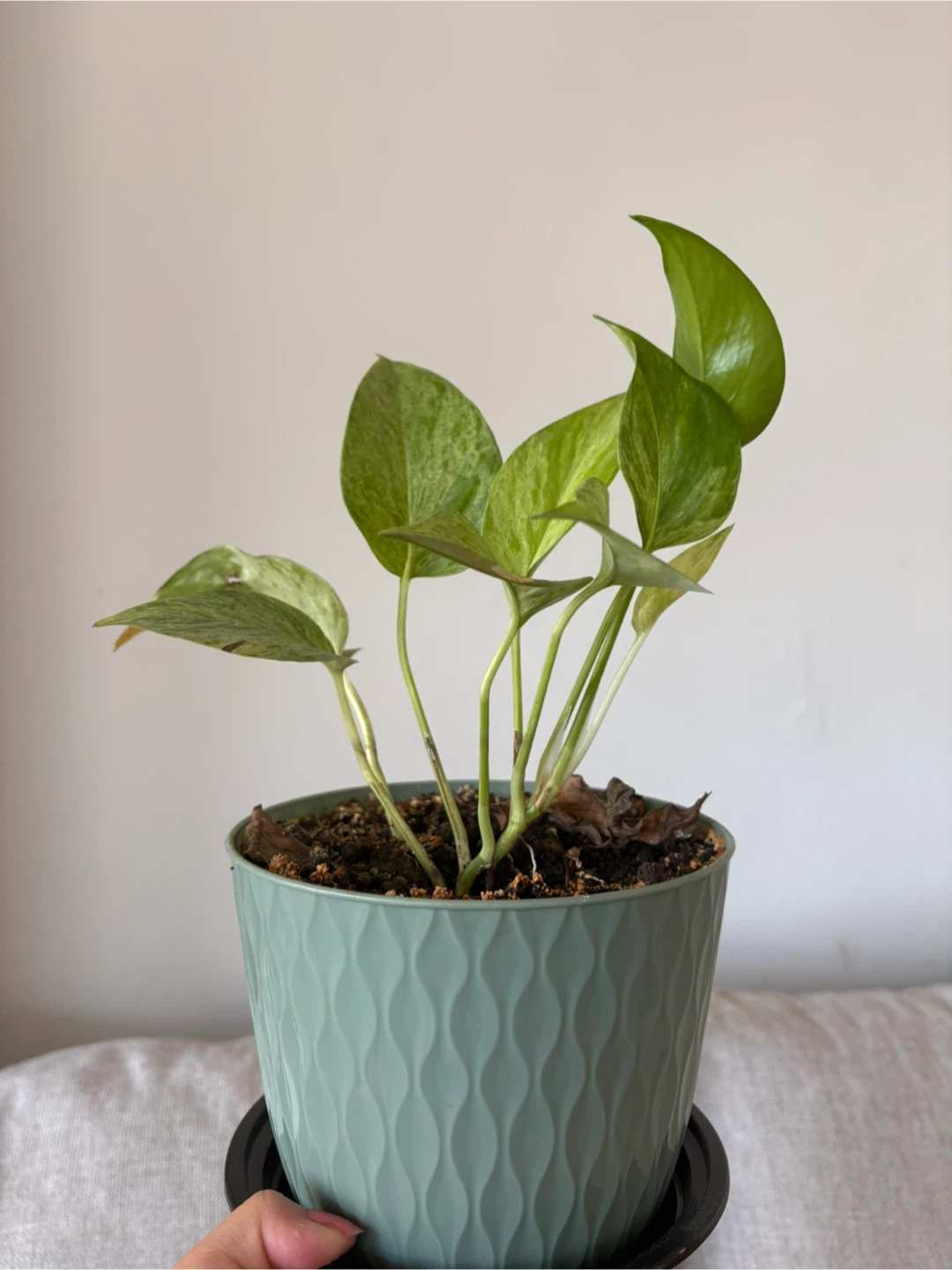 Potted Golden Pothos Plant