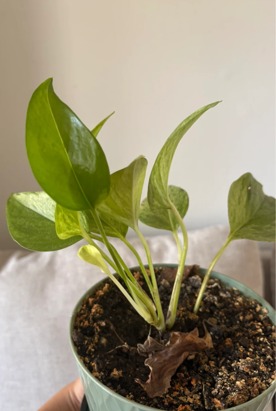 Potted Golden Pothos Plant - photo 2