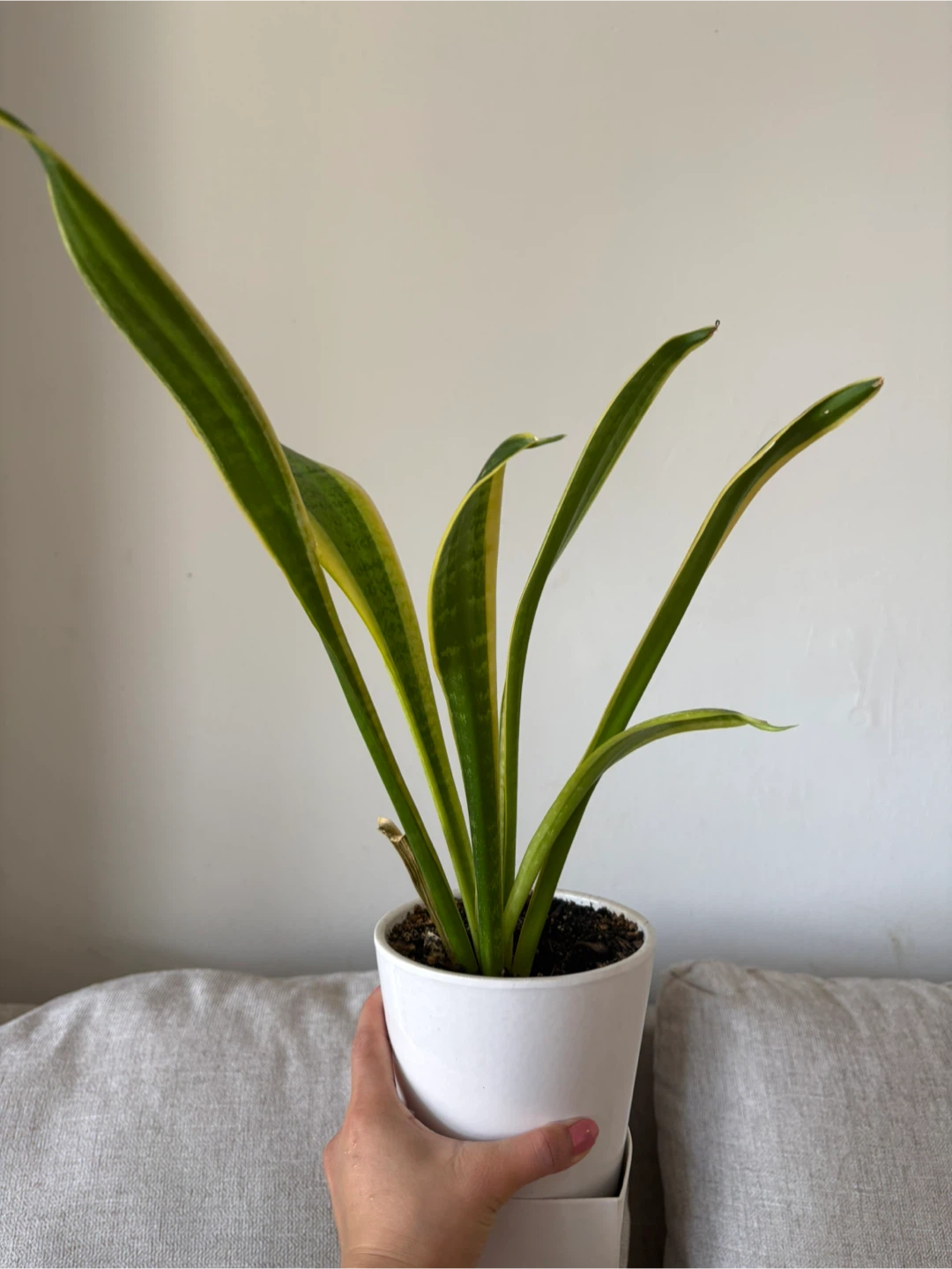 Potted Golden Pothos Plant - photo 3