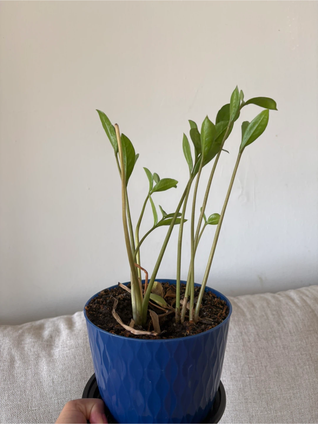 Potted Golden Pothos Plant - photo 4