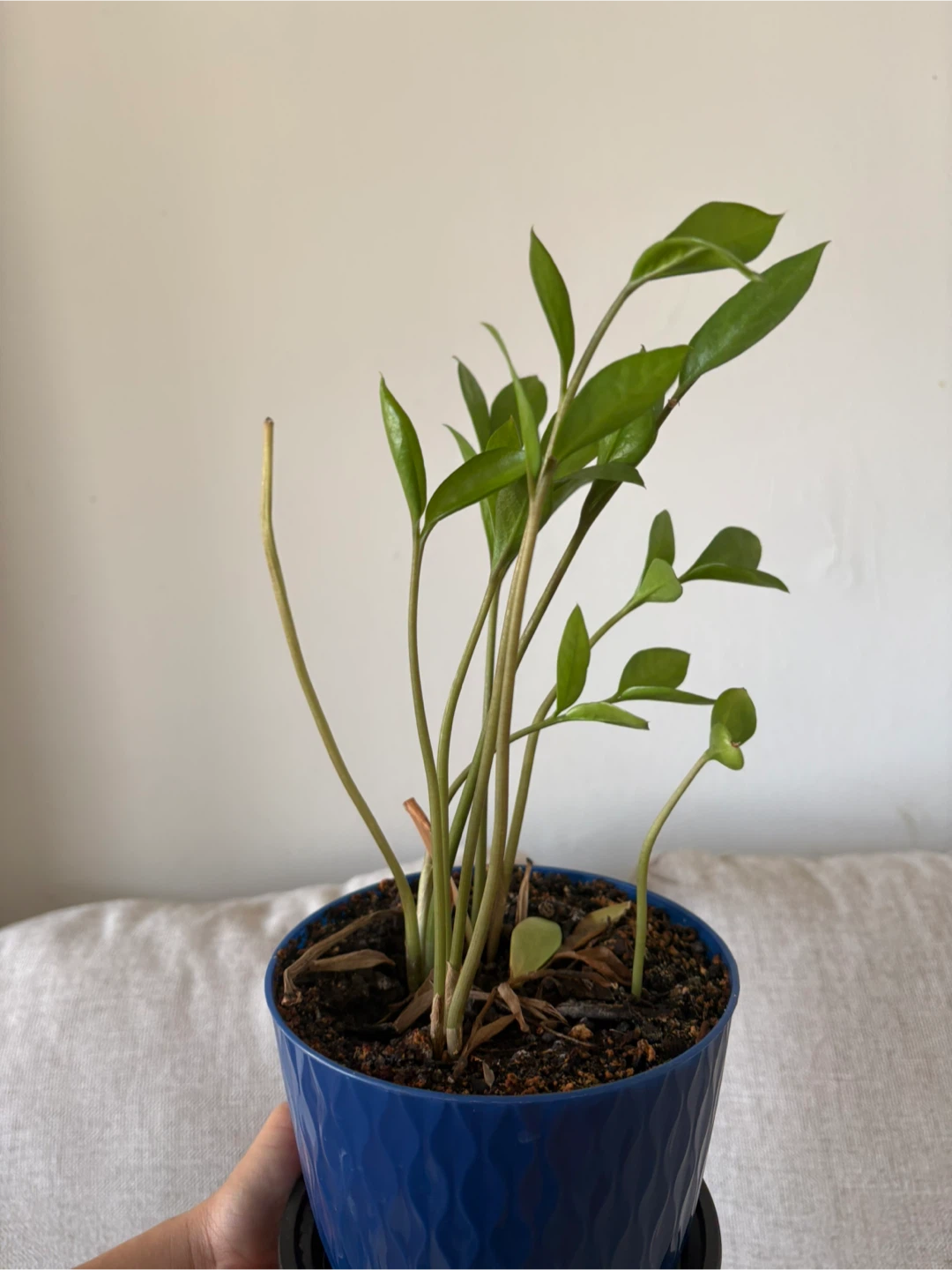 Potted Golden Pothos Plant - photo 5