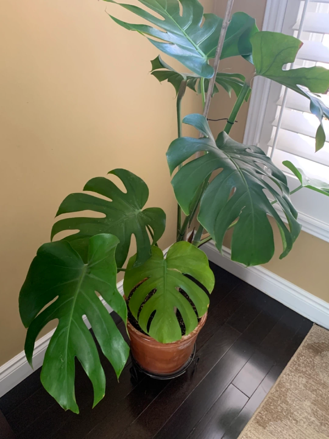 Monstera and Friddle Figs Plants - photo 3