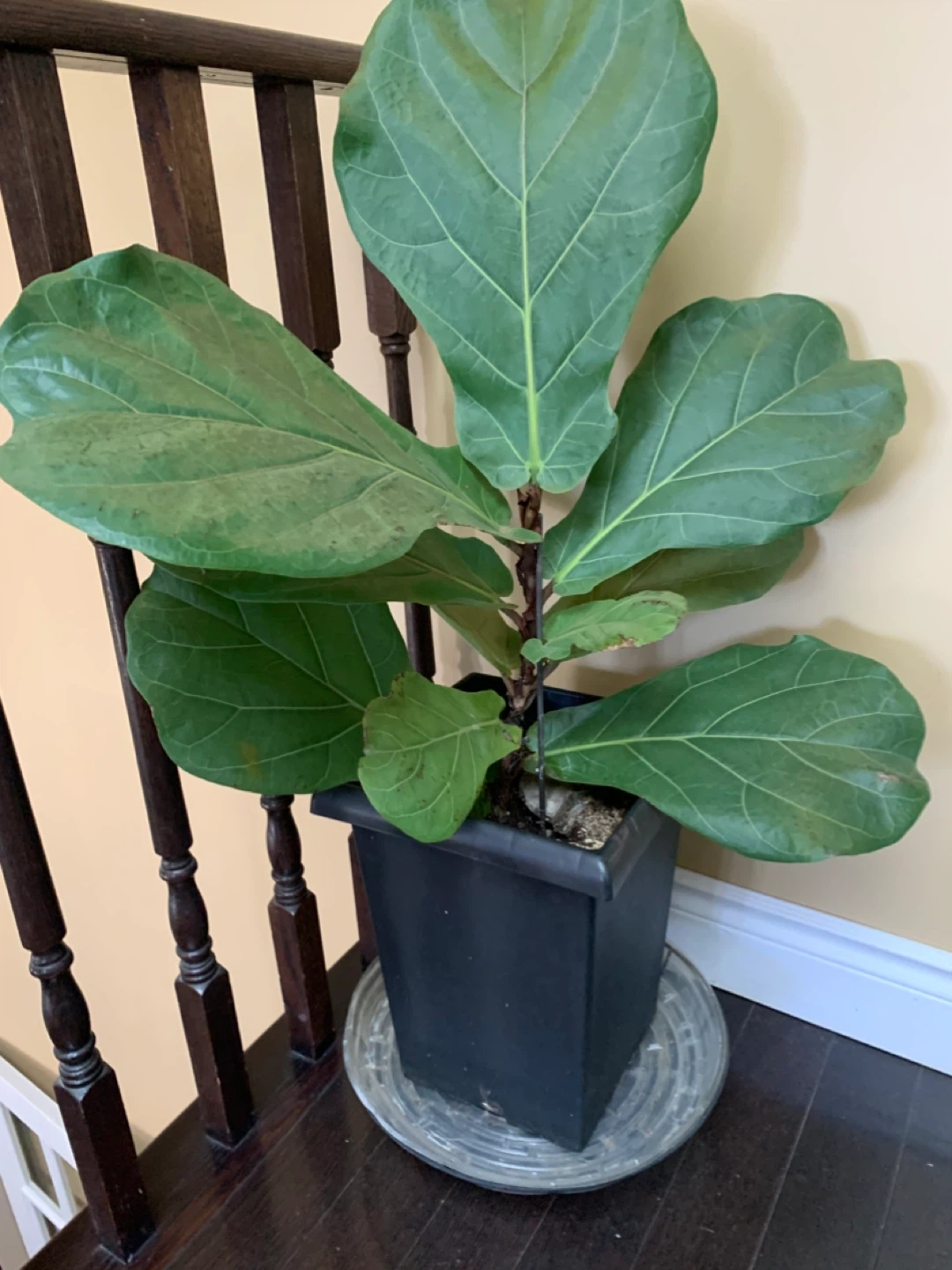 Monstera and Friddle Figs Plants - photo 2