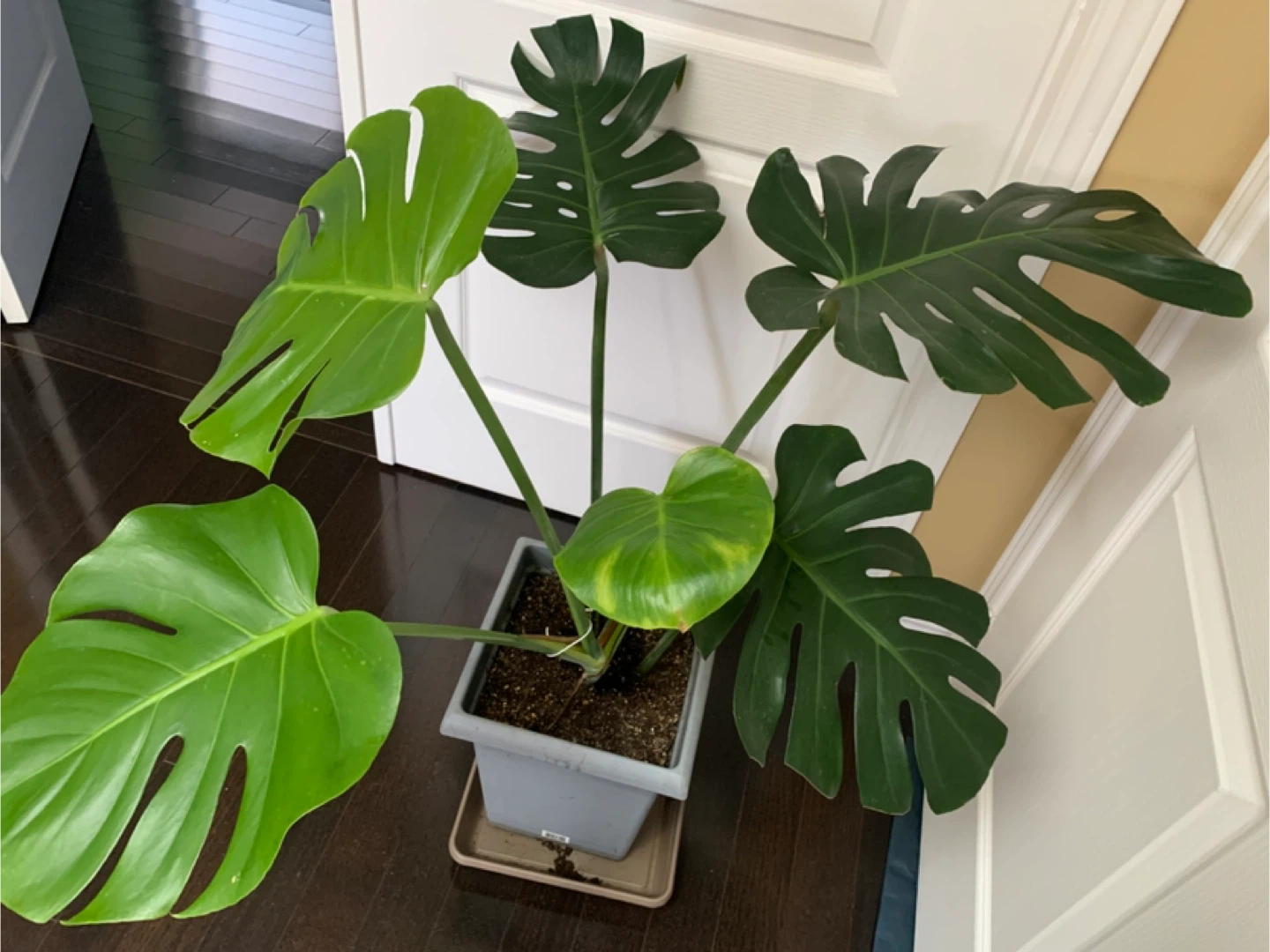 Monstera and Friddle Figs Plants