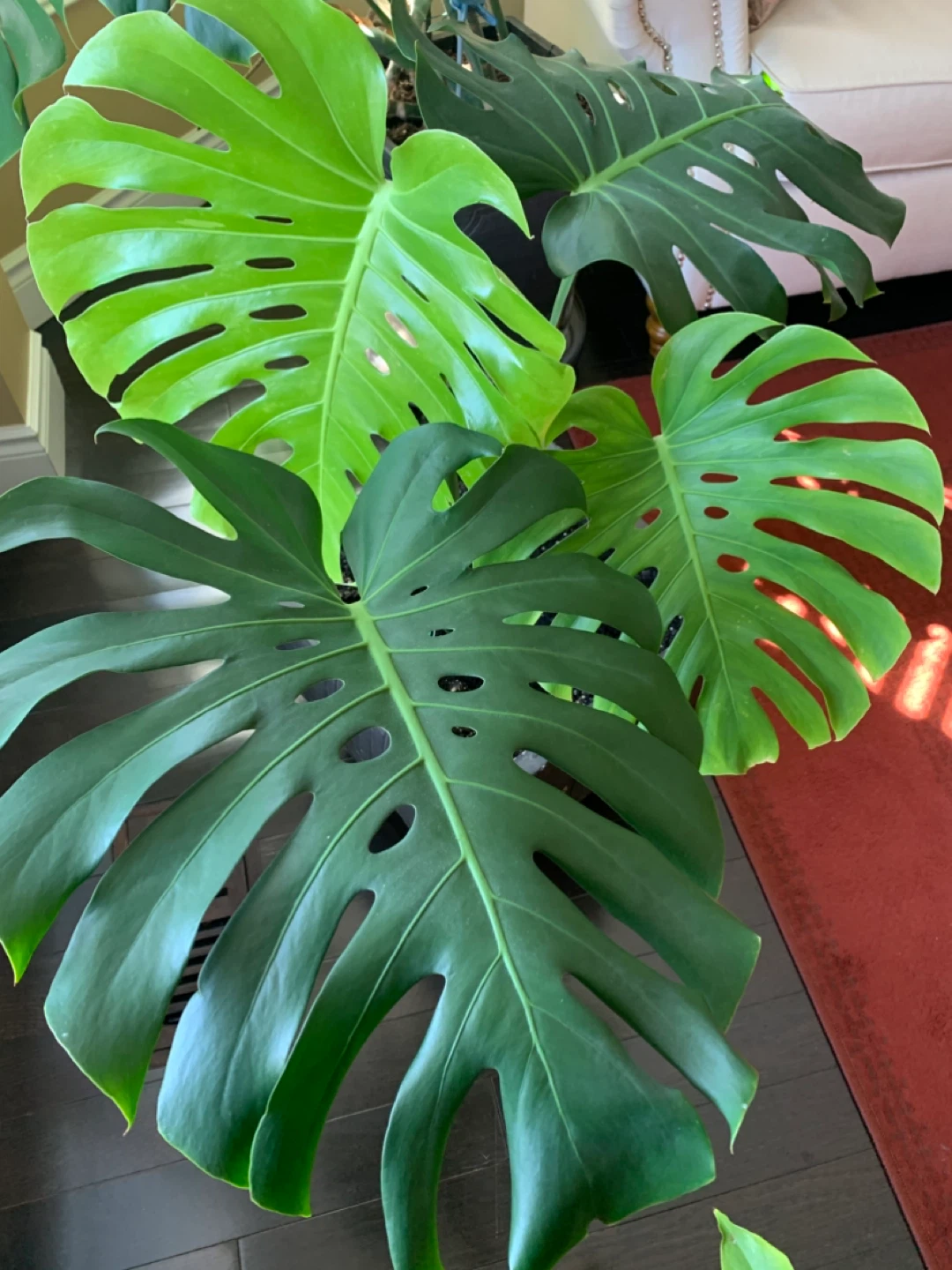 Monstera and Friddle Figs Plants - photo 4