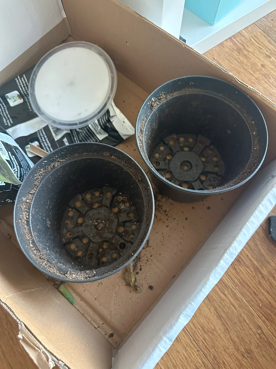 2 Plant pots 🥕 - photo 2