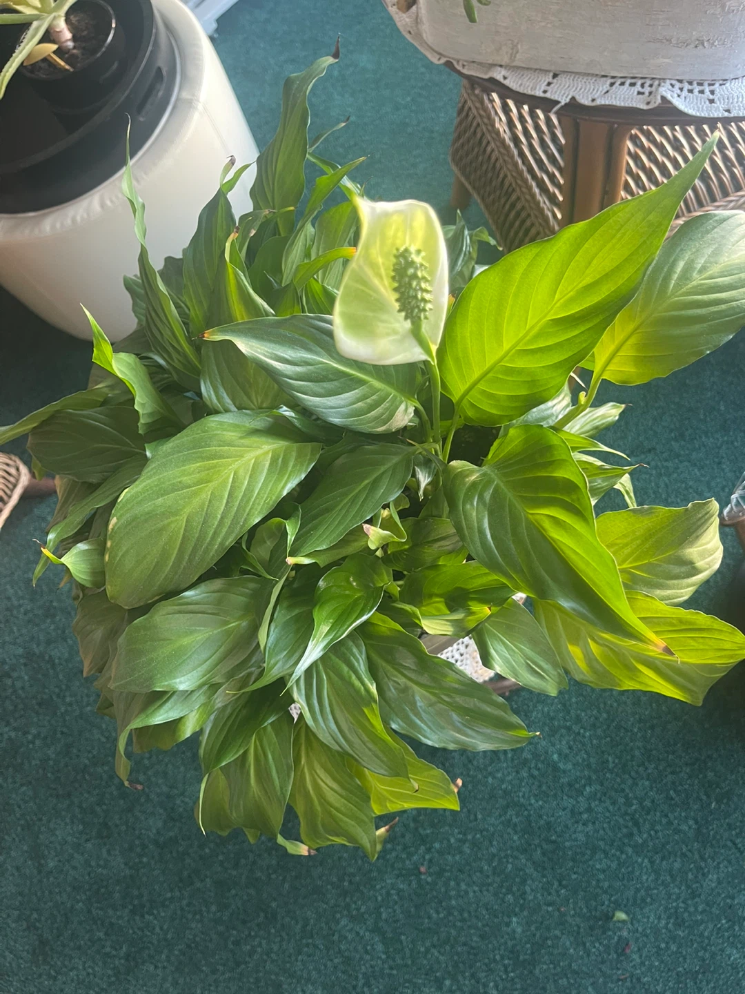 PEACE LILY LIVE PLANT