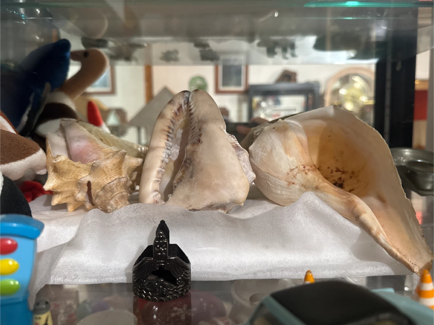 5 Seashells (3 medium 2 large) 🥕 - photo 2